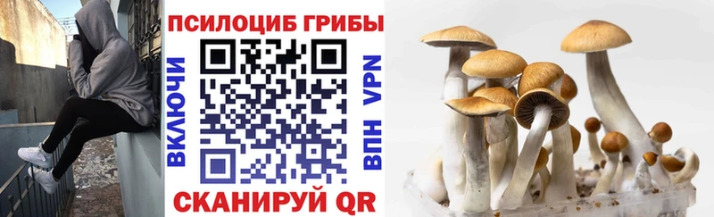 Галлюциногенные грибы Psilocybine cubensis Лабинск